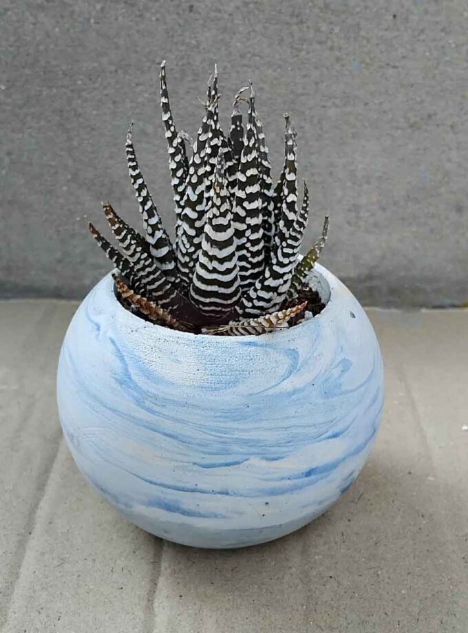 Haworthia Zebra Wart