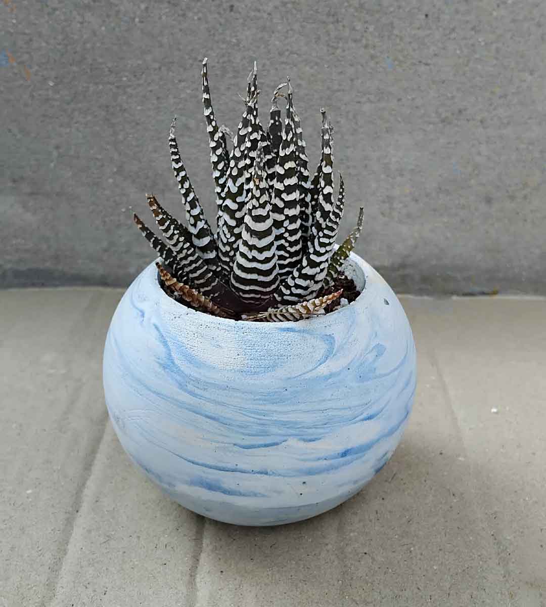 Haworthia Zebra Wart