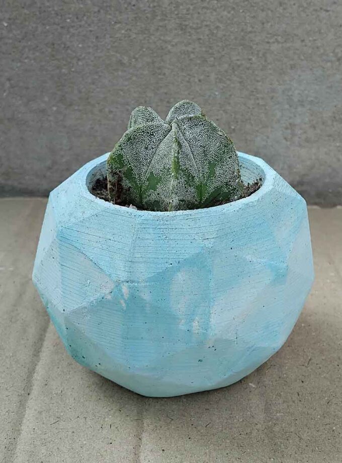 Bishop’s Cap Cactus