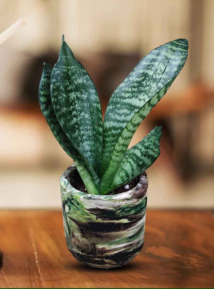 Sansevieria trifasciata