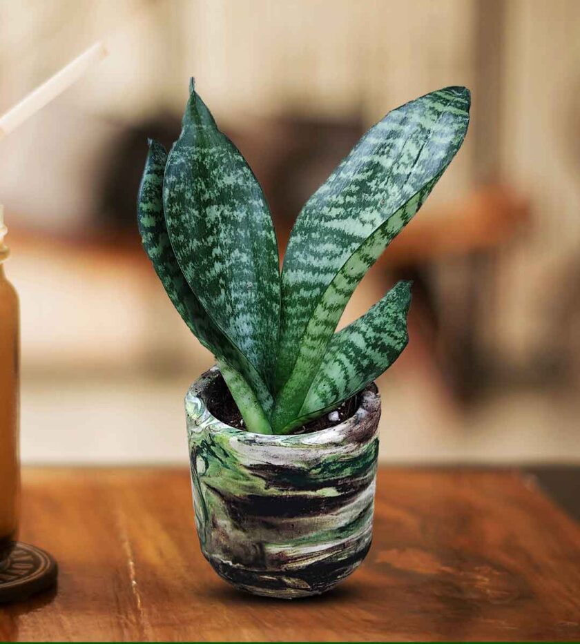Sansevieria trifasciata