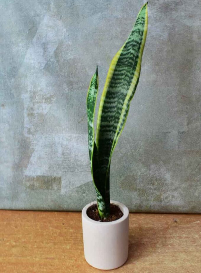 Sansevieria Laurentii