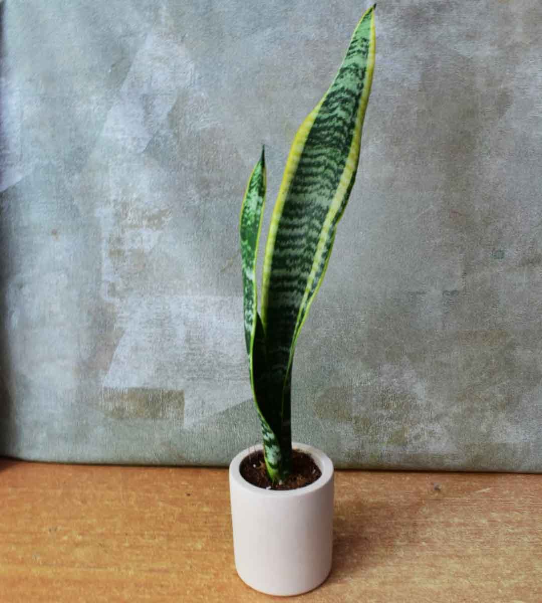 Sansevieria Laurentii