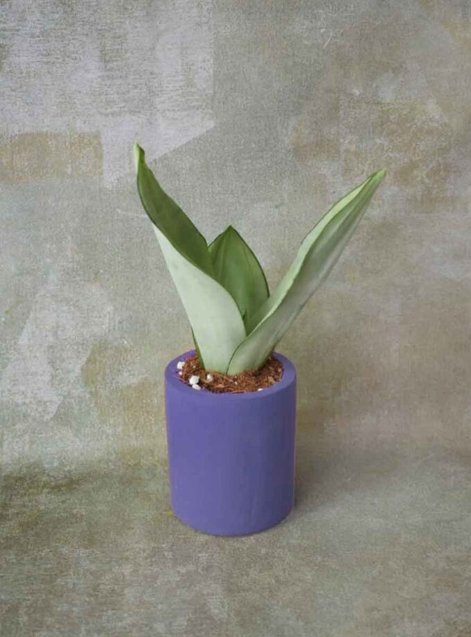 Sansevieria Moonshine