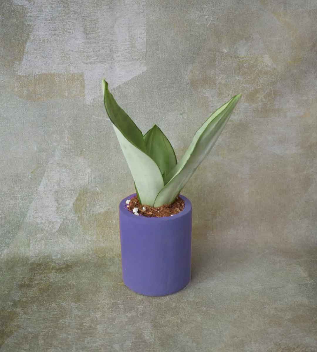 Sansevieria Moonshine