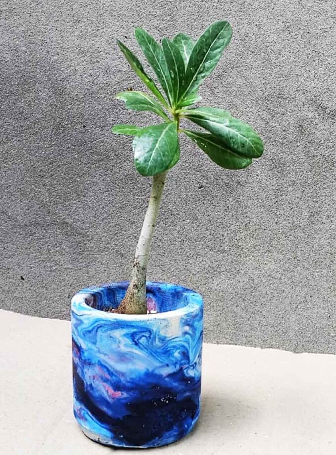 ADENIUM PLANT