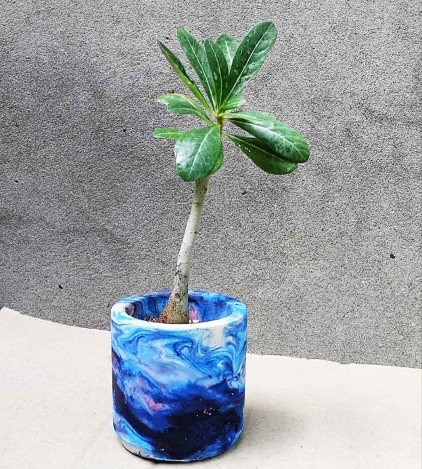 ADENIUM PLANT