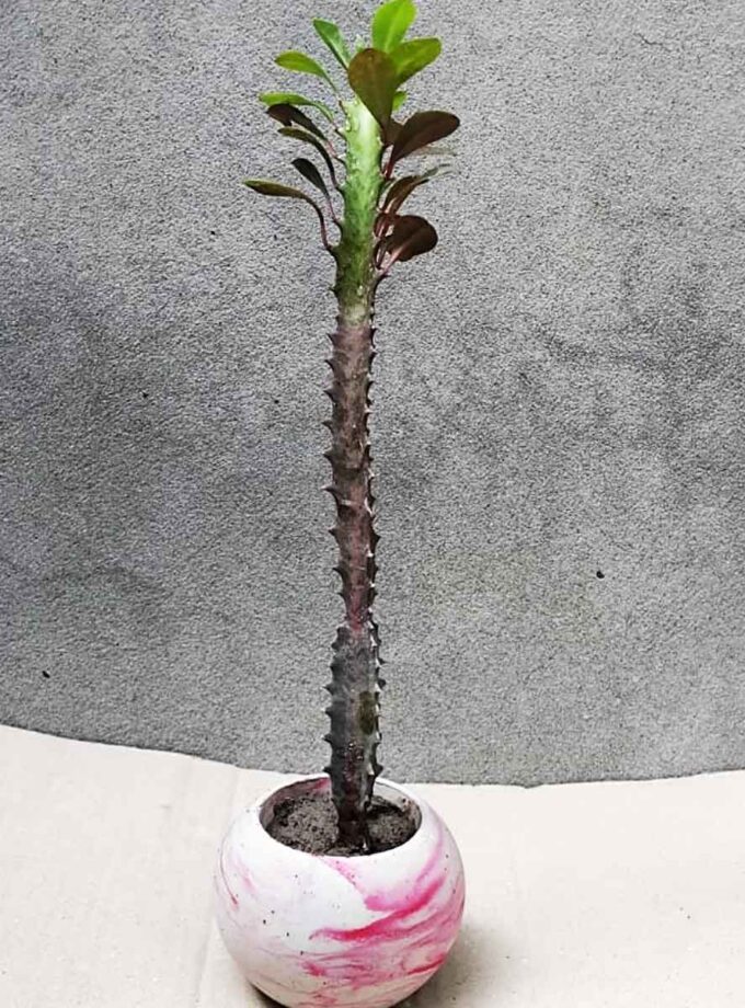 CACTUS PLANT