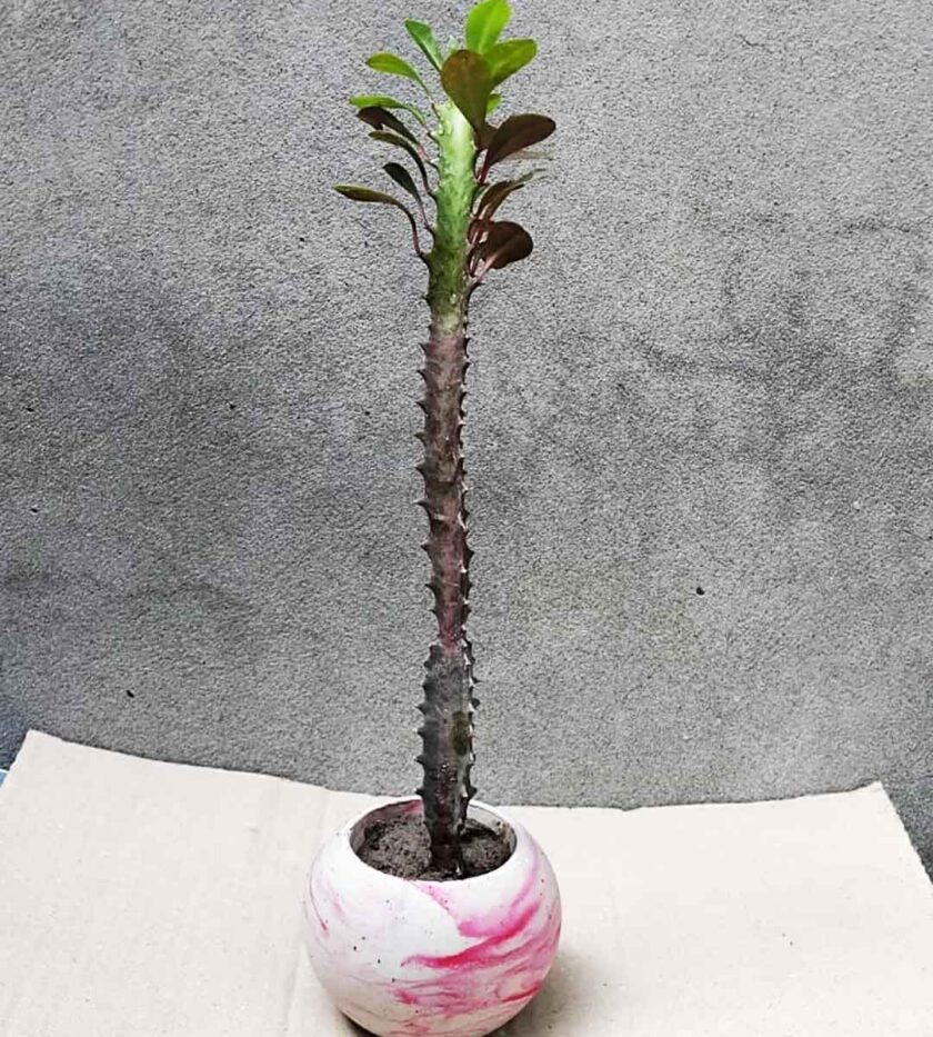 CACTUS PLANT