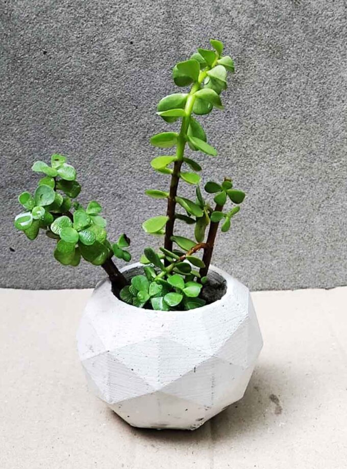 JADE PLANT