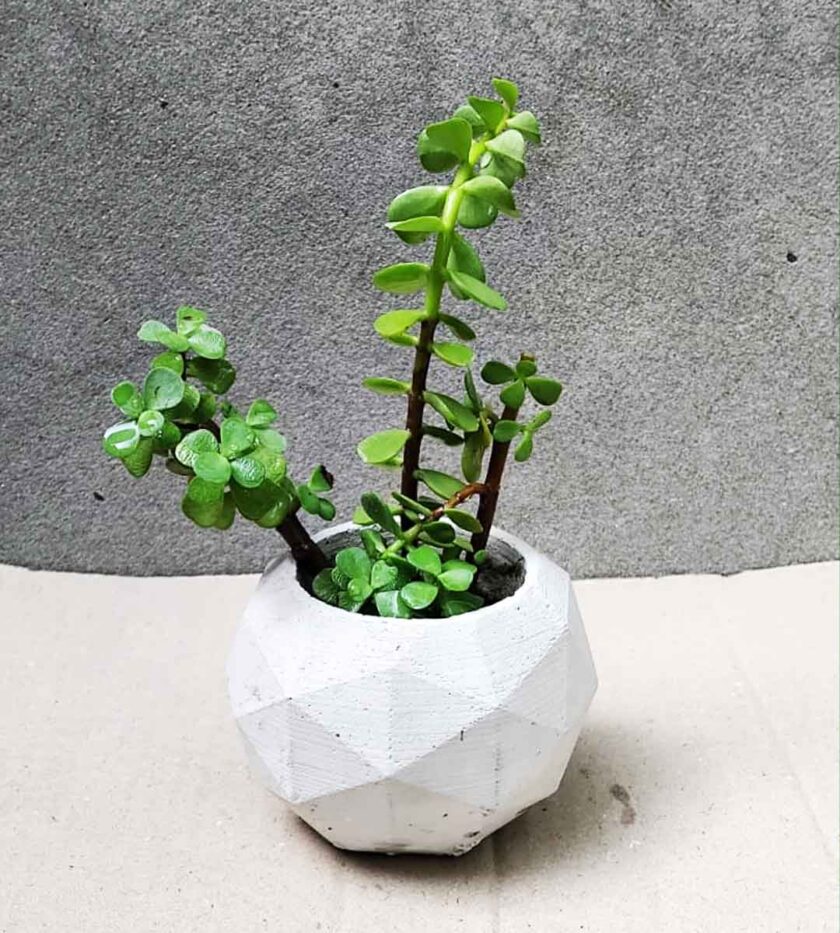 JADE PLANT