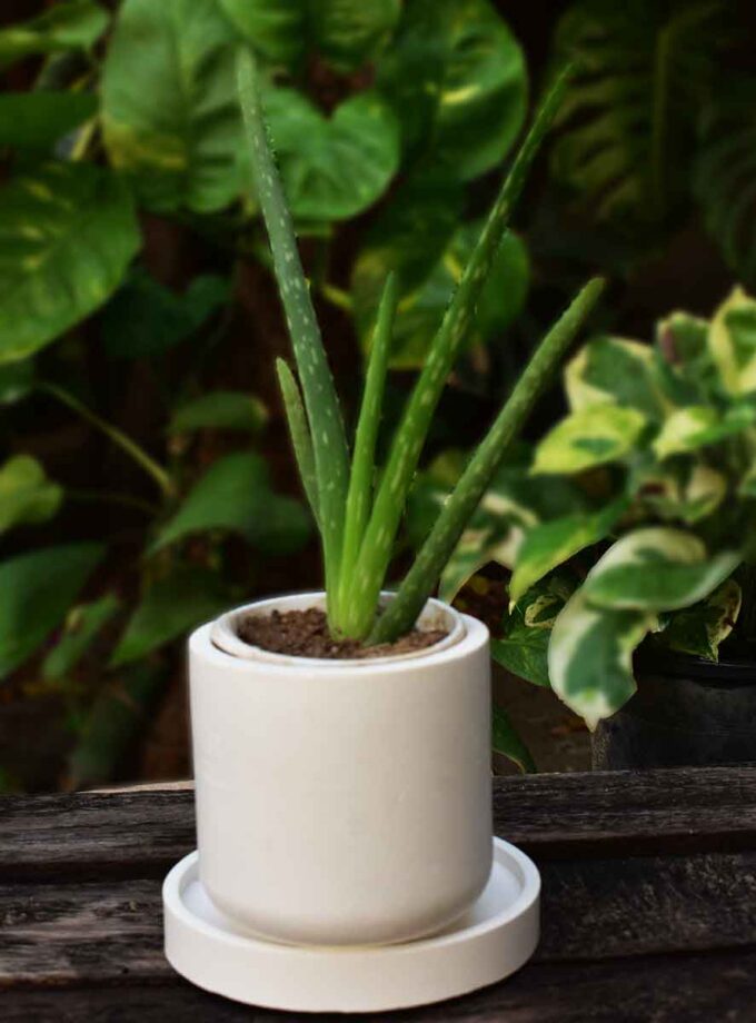 ALOE VERA