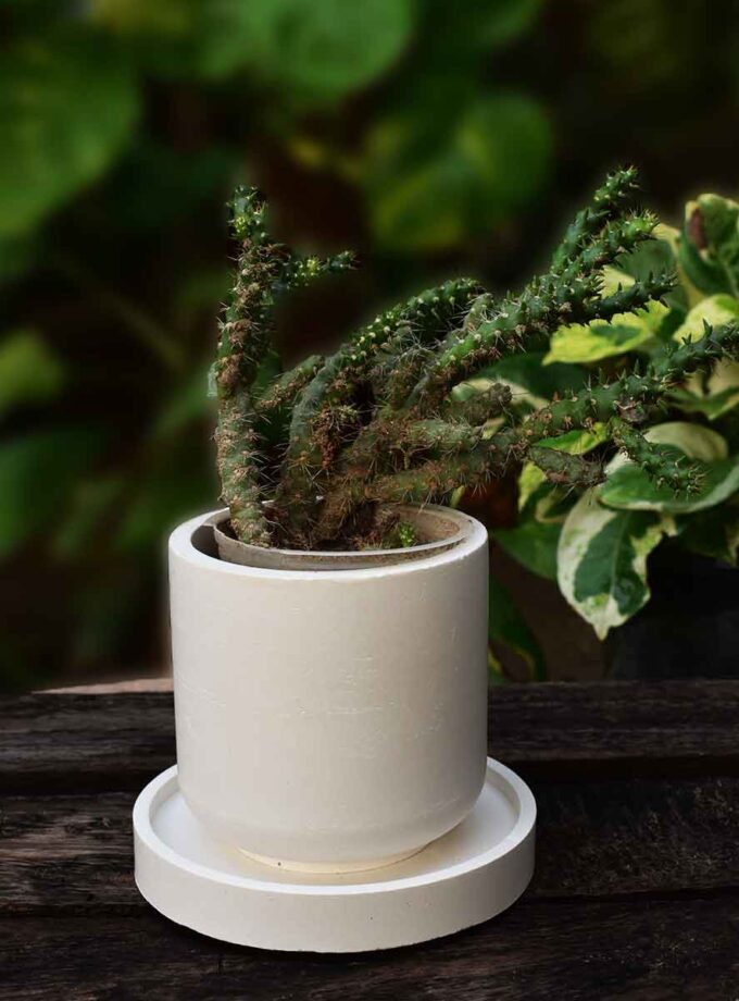 Eve’s Pin Cactus