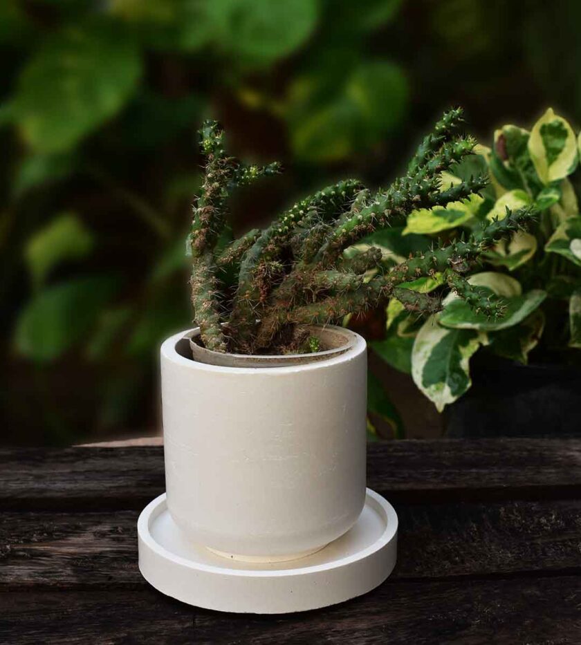 Eve’s Pin Cactus
