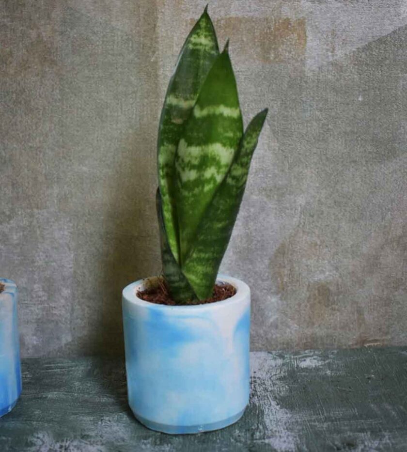 Sansevieria Robusta (snake plant)