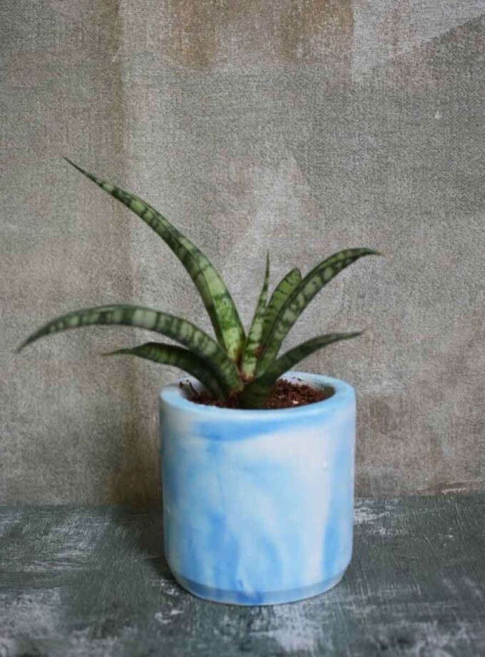 Frosty Spears (snake plant)