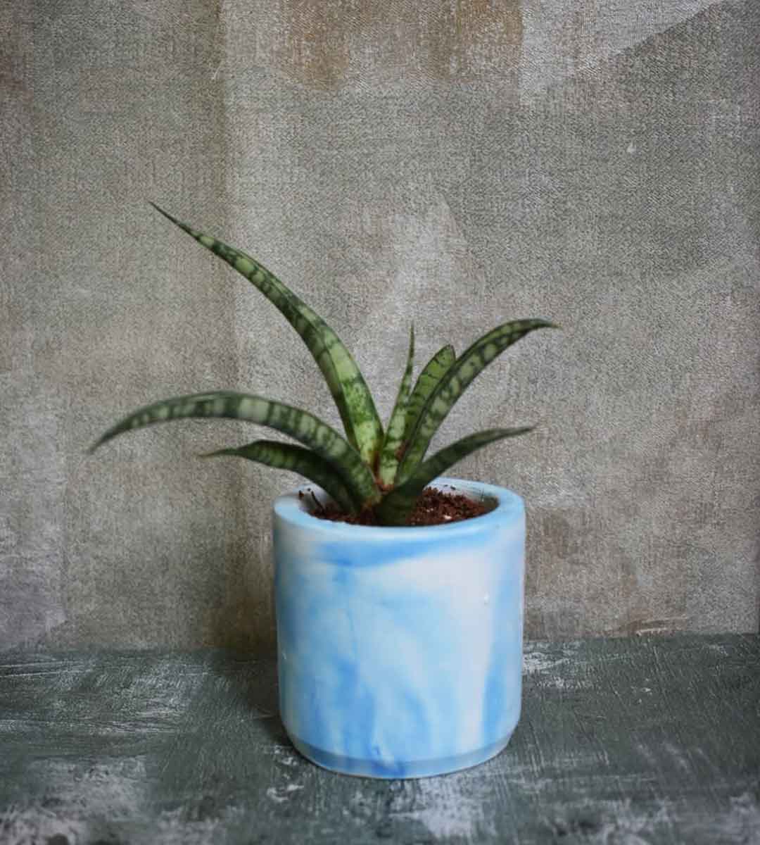 Frosty Spears (snake plant)