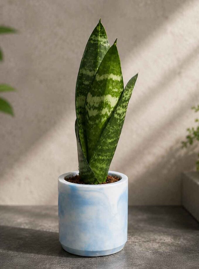Sansevieria Robusta (snake plant)