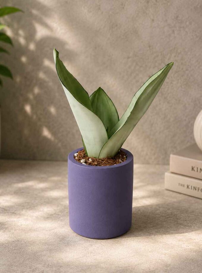 Sansevieria Moonshine