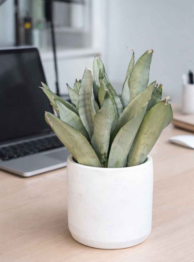 SANSEVIERIA TRIFASCIATA 'MOONSHINE'
