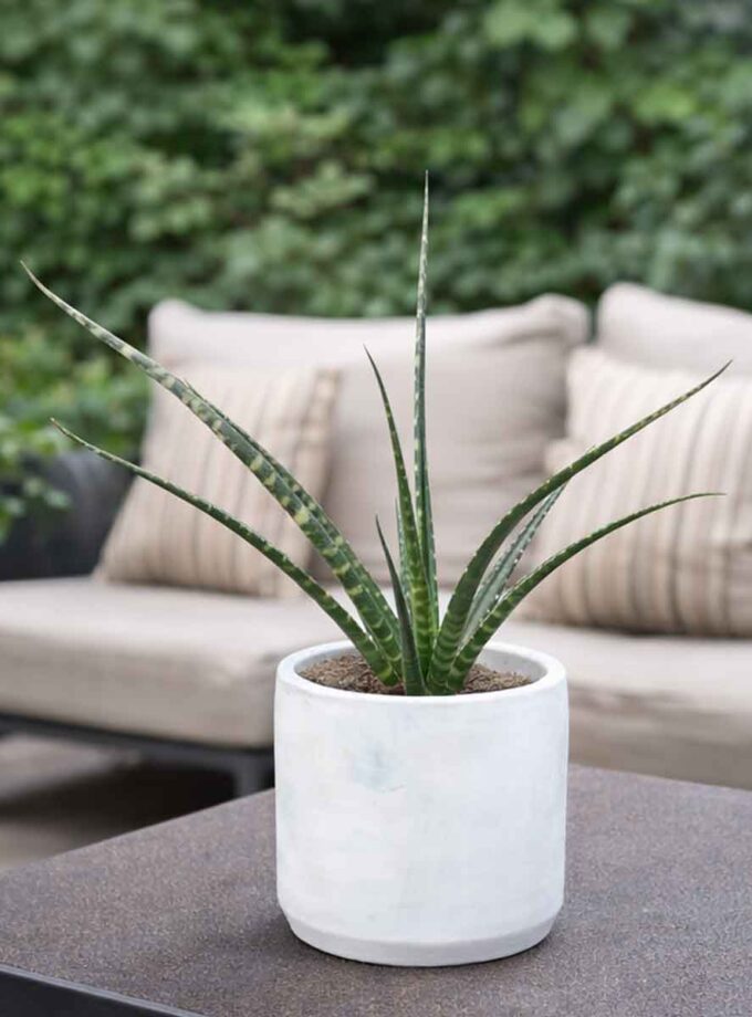 SANSEVIERIA TRIFASCIATA 'FROSTY SPEARS'